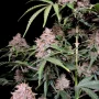 Семена конопли AMNESIA Z (Amnesia Zkittlez) Auto от Fast Buds